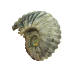 Labradorit Doğal Taş Ammonite Ham Obje - Görsel 2