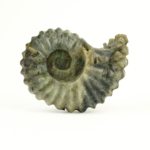 Labradorit Doğal Taş Ammonite Ham Obje - Görsel 3
