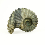 Labradorit Doğal Taş Ammonite Ham Obje - Görsel 8